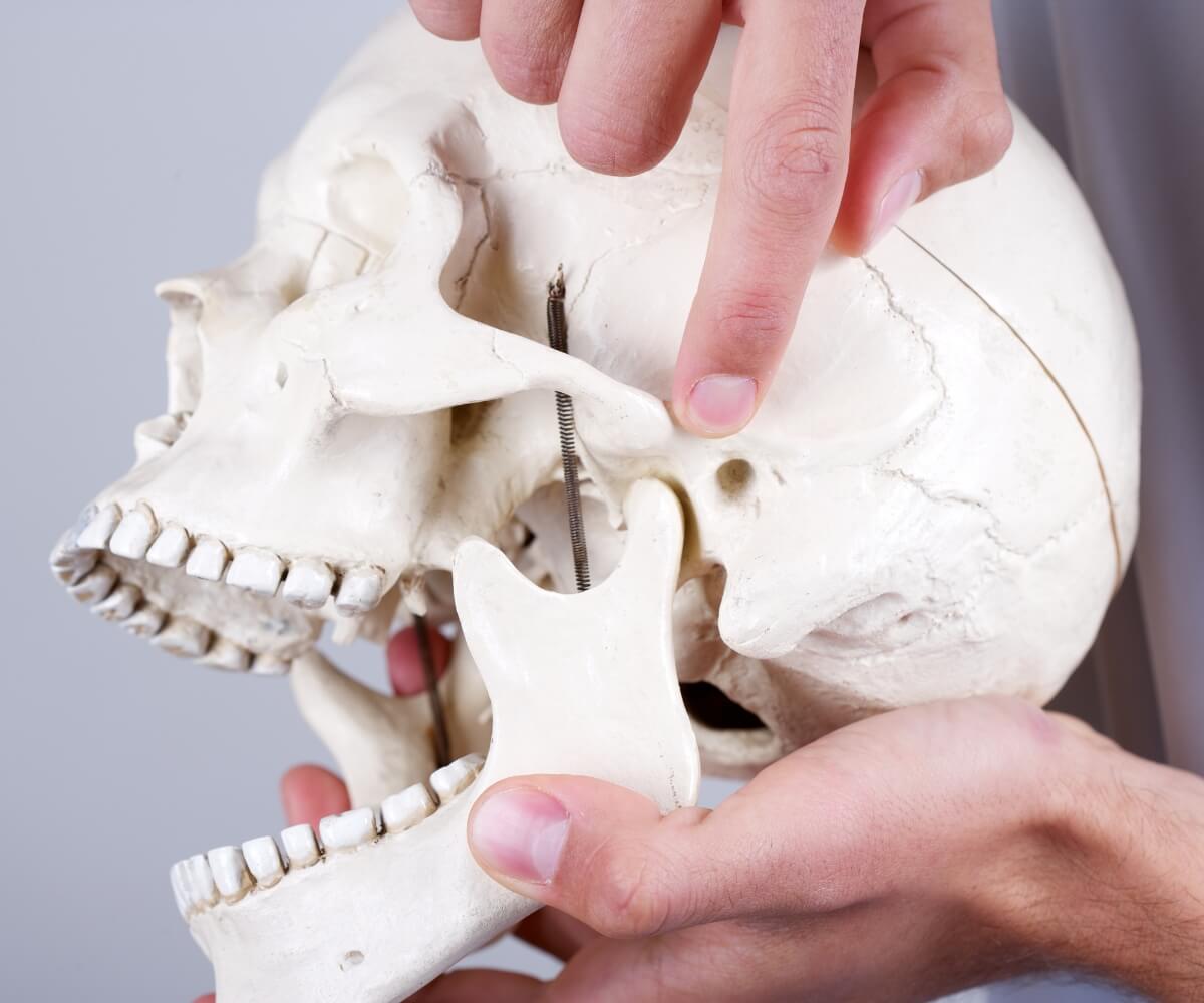 Articulación Temporomandibular Maxia 3 Articulación Temporomandibular